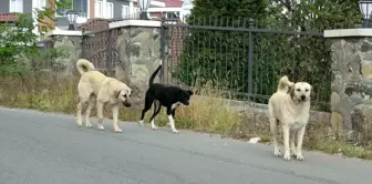 Ordu'da Sokak Köpeklerinin Saldırısı: 70 Yaşındaki Adam Yaralandı