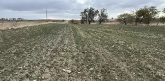 Trakya'da Kanola Üretimi Kuraklık Nedeniyle Tehlikede