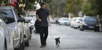 Felçli Köpek Kök Hücre Tedavisiyle Yürümeye Başladı