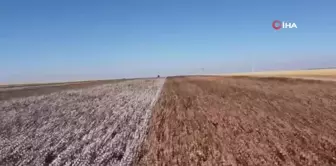 Şanlıurfa'da Doğal Renkli Pamuk Hasadı Başladı