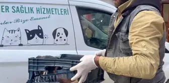 Yaralı Köpeğe Zabıta Ekiplerinden Destek