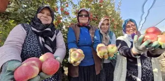 Karaman'da Elma Hasadı Sona Eriyor, Kalite Ön Planda