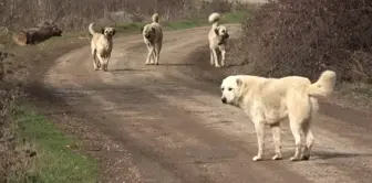 Başıboş sokak köpekleri 'beyaz kanser' tehlikesi yayıyor