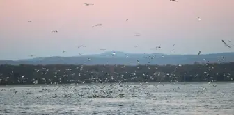 Kıyıköy'deki Martılar Balıkçıları Peşinden Ayrılmıyor