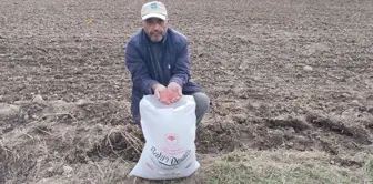 Tokat'ın Pazar İlçesinde Ekmeklik Buğday Ekimi Yapıldı