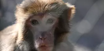 Kaçak Rhesus Maymunu Antalya Doğal Yaşam Parkı'nda Yeni Hayatına Başladı