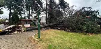 Bursa'da Dev Çam Ağacı Devrildi, Sakinler Panikledi