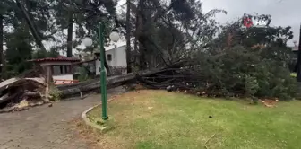 İznik'te Dev Çam Ağacı Devrildi, Sakinler Panik Yaşadı