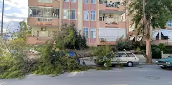 Mersin Silifke'de Fırtına Ağaçları Devrip Camları Kırdı