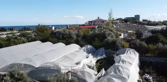 Mersin'de Fırtına Seraları Vurdu