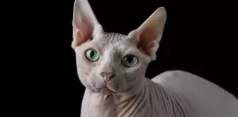 Sphynx kedi yasaklandı mı? Sphynx cinsi kedi sahiplenmek neden yasaklandı?