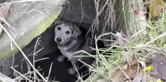 Kuyuya Düşen Sokak Köpeği İtfaiye Ekipleri Tarafından Kurtarıldı