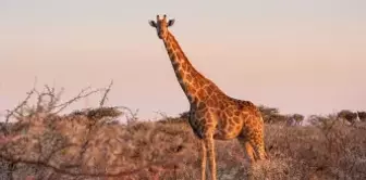 Kahve falında zürafa görmek ne demek?