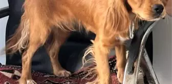 Adıyaman'da Çalınan Badem İsimli Köpek İçin Arama Çalışmaları Devam Ediyor