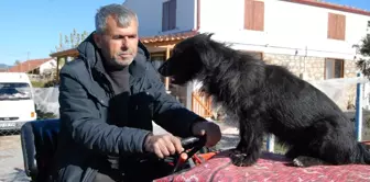 Traktörün Kaportasında Yolculuk Eden Sevimli Köpek: Kara