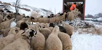 Erzincan'da Erken Yağan Kar Hayvancılığı Olumsuz Etkiledi