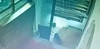 Köpek Cami Önünden Ayakkabı Çaldı