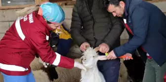 Zorlu Kış Şartlarında Van'da Hayvan Aşı ve Kimliklendirme Çalışmaları Sürüyor