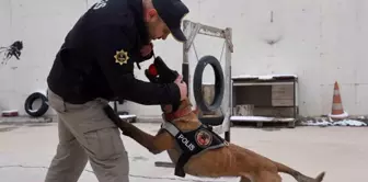 Konya'da Hassas Burunlu Köpekler Narkotik Operasyonlarının Gizli Kahramanları