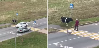 Yolun karşısına geçmek için sahibini bekleyen inek, viral oldu