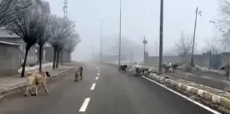 Ağrı'da Başbıçak Köpekler Tehdit Oluşturuyor