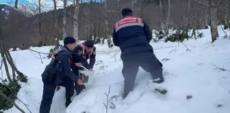 Giresun'da Yaban Hayvanları İçin Doğaya Yem Bırakıldı