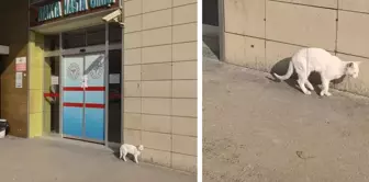 Bacağı kırılan kedi, hastanenin acil servisine geldi