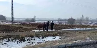 Sivas'ta Kaza: 3 Yaralı, Firari İnek Geri Döndü