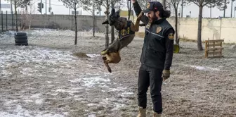 Kars'ta Narkotik Dedektör Köpeği Şila, Uyuşturucu ile Mücadelenin Kahramanı