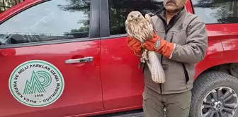 Yaralı Kızılşahin ve Şahin Tedavi Altına Alındı