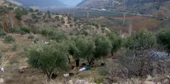 İslahiye'de Zeytin Hasadı Başladı