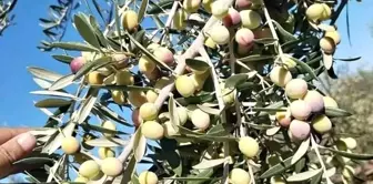 Zeytin Üreticisi Destek İstiyor