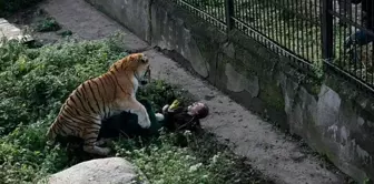 Kadın bakıcı, ziyaretçilerin gözü önünde kaplanın saldırısına uğradı