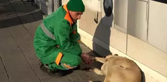 Bursa'da Temizlik İşçisinden Sokak Köpeklerine Sevgi Dolu Davranış