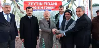 Adıyaman'da 70 Bin Zeytin Fidanı Dağıtıldı