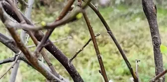 Çanakkale'de Aralık'ta Şaşırtan Çiçek Açma Olayı