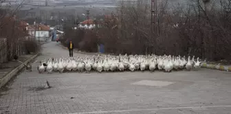 Tokatlı Yetiştirici, Kaz Üretimini Artırarak Başarıyı Yakaladı