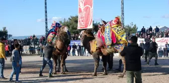 Geleneksel Deve Güreşi Festivali Bayramiç'te Renklendi