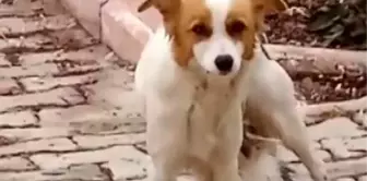 Çiko İsimli Köpeğin Anneliği Kalpleri Isıtıyor