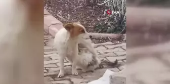 Çiko isimli köpek, annesiz kalan yavru kediyi emziriyor