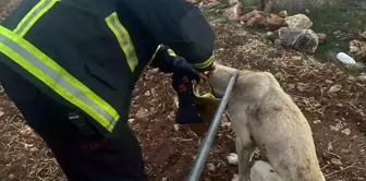 Başını Teneke Kutusuna Sıkıştıran Köpek Kurtarıldı