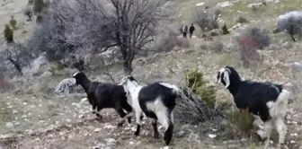 Kayalıklarda Mahsur Kalan Keçiler Kurtarıldı