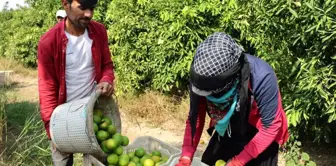 Suriyeli Tarım İşçilerinin Dönüşü, Adana'da Tarım Sektörünü Tehdit Ediyor