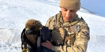 Erzurum'da Bitkin Halde Bulunan Kartal Kurtarıldı