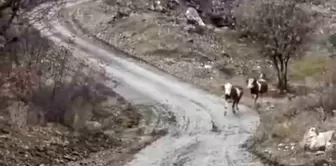 Elazığ'da Besici ve İnekleri Arasındaki Dostluk Göz Dolduruyor