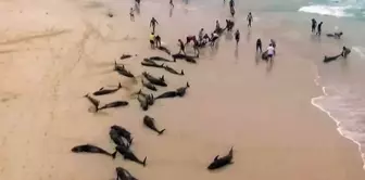 Shocking images near the harbor: 110 dead dolphins found.