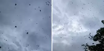 Spider rain in Brazil! Thousands of them covered the sky.