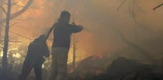 The downed high-voltage line caused a forest fire.