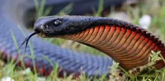 In the garden of the house, there were 102 red-bellied black snakes.