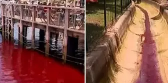 The river suddenly turned red, and no one understood what was happening.